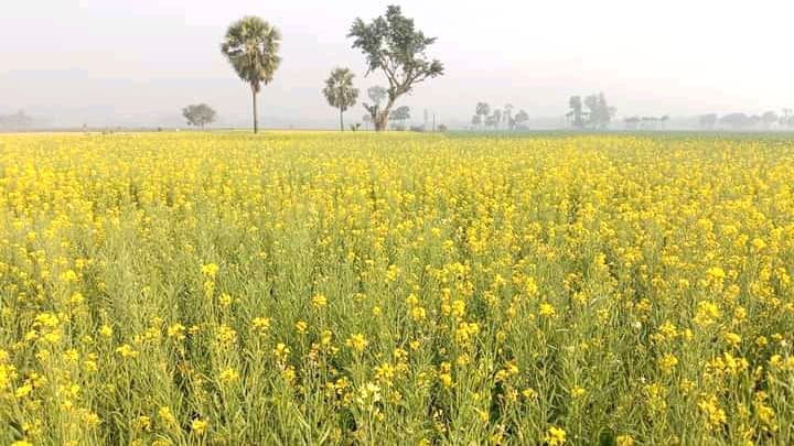 সরিষায় স্বপ্ন বুনছেন কৃষক