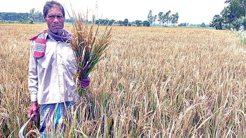 ইটভাটার তাপে পুড়ছে ধান