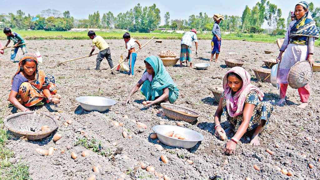 আলুর বাজার অস্থির হওয়ার কারণ কী