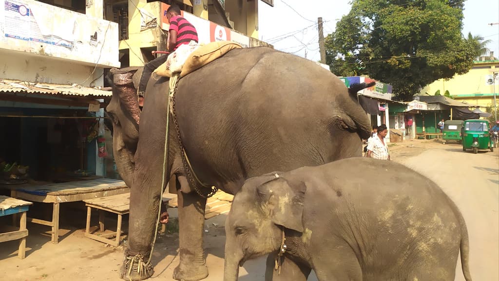 হাতি দিয়ে চাঁদাবাজি