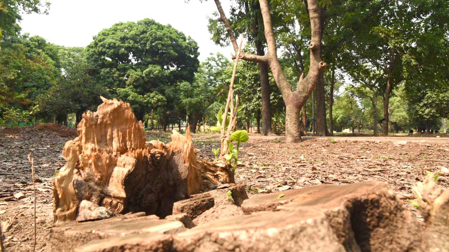 'সোহরাওয়ার্দী উদ্যানে লাগানো হবে ১ হাজার গাছ'