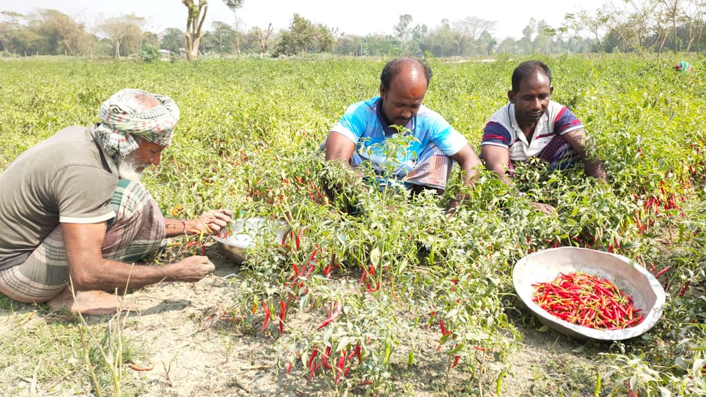 ফলন বিপর্যয়ে দিশেহারা চাষি