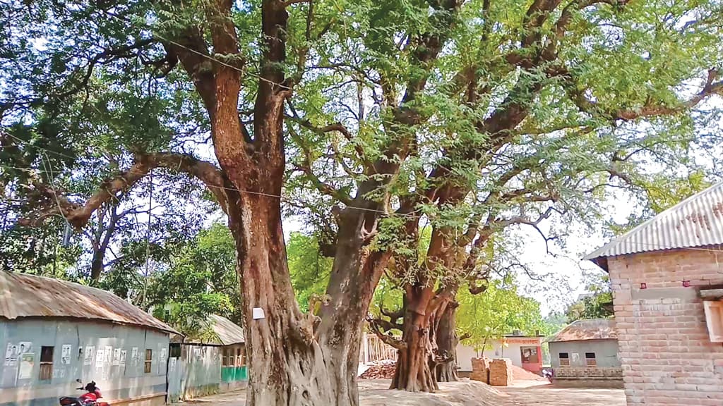 অলৌকিক তেঁতুলের গ্রাম