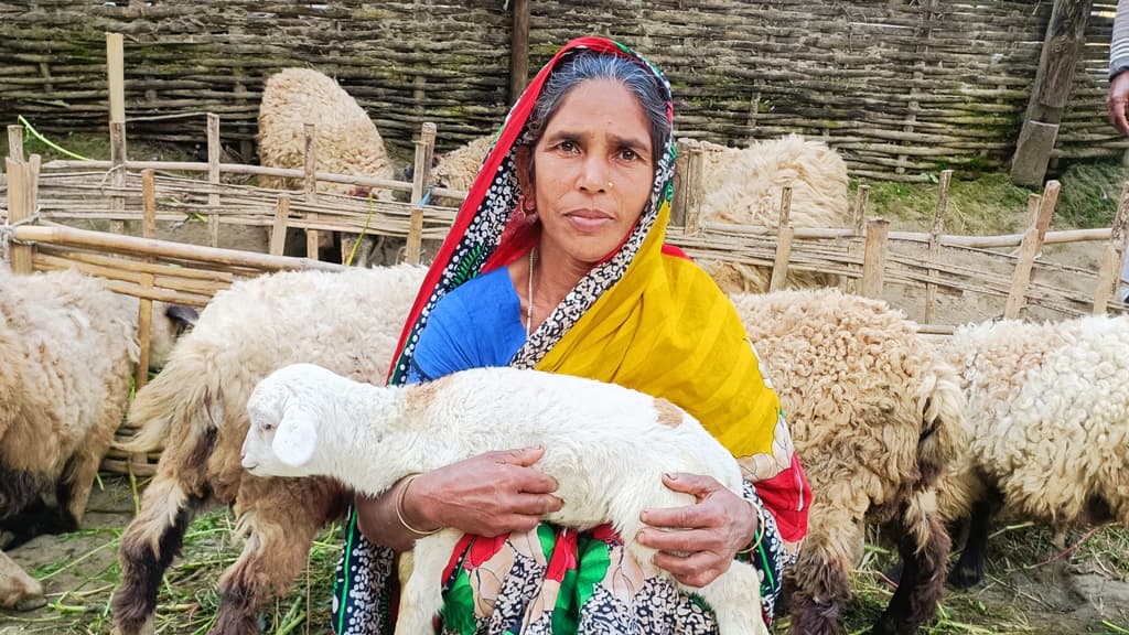 ৩২ হাজার ভেড়া থেকে  বছরে আয় ২০ কোটি টাকা