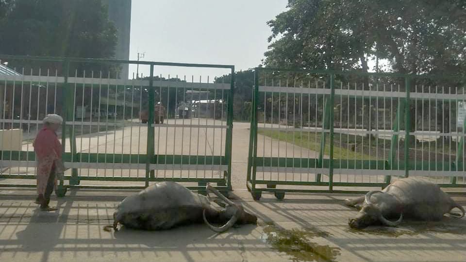 সার কারখানার বর্জ্যযুক্ত পানি পানে ১৩ মহিষের মৃত্যুর অভিযোগ