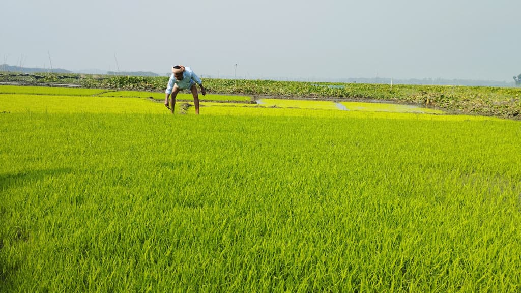 দিনের ছবি (১৮ ডিসেম্বর, ২০২৩)