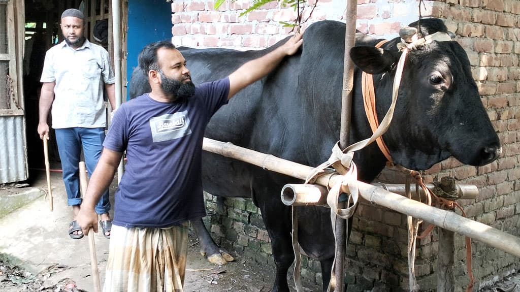 কোরবানির জন্য প্রস্তুত ‘কালামানিক’, দাম হাঁকা হয়েছে ১২ লাখ