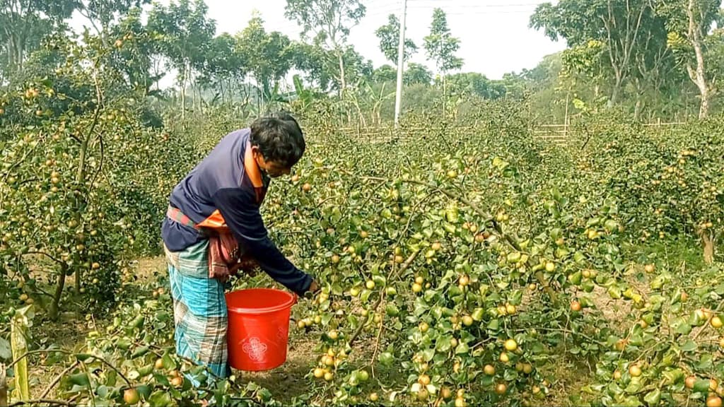 কুল চাষে আগ্রহ বাড়ছে