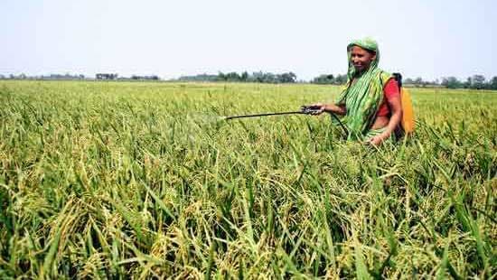 প্রণোদনা ও কৃষিঋণে পিছিয়ে নারীরা