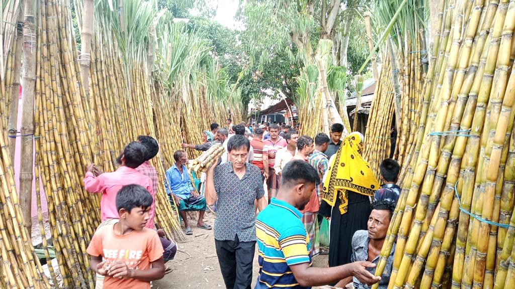 জমে উঠেছে আখের হাট বেচাকেনায় খুশি চাষি