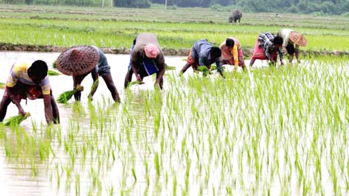 ফুলছড়িতে ৭ হাজার হেক্টর জমিতে রোপা আমন চাষের লক্ষ্য