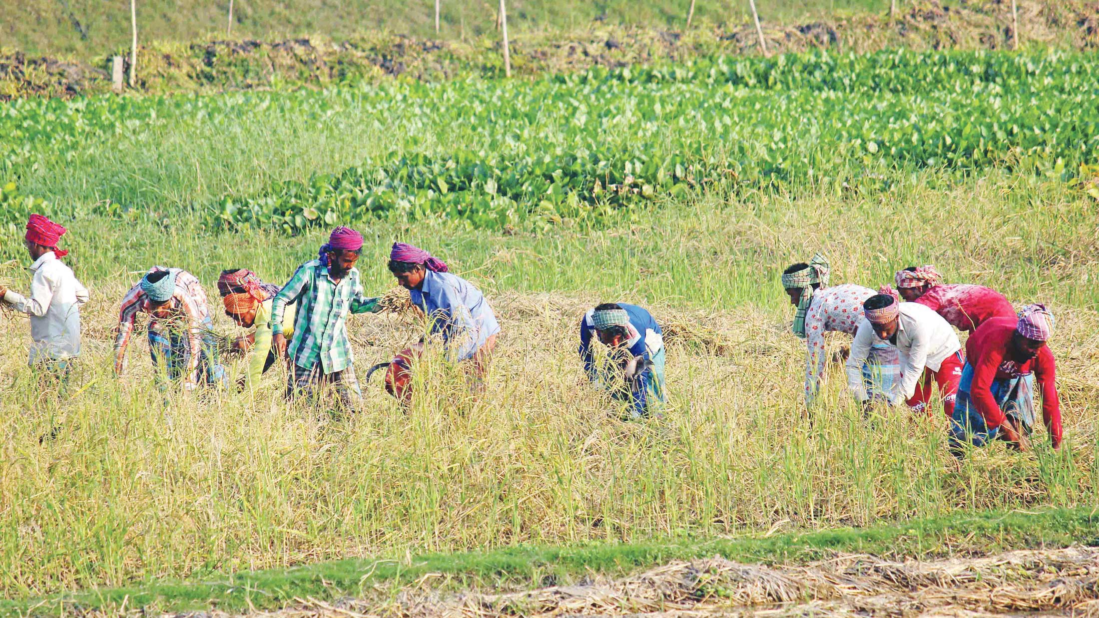 আমন তুলতে ব্যস্ত কৃষকেরা