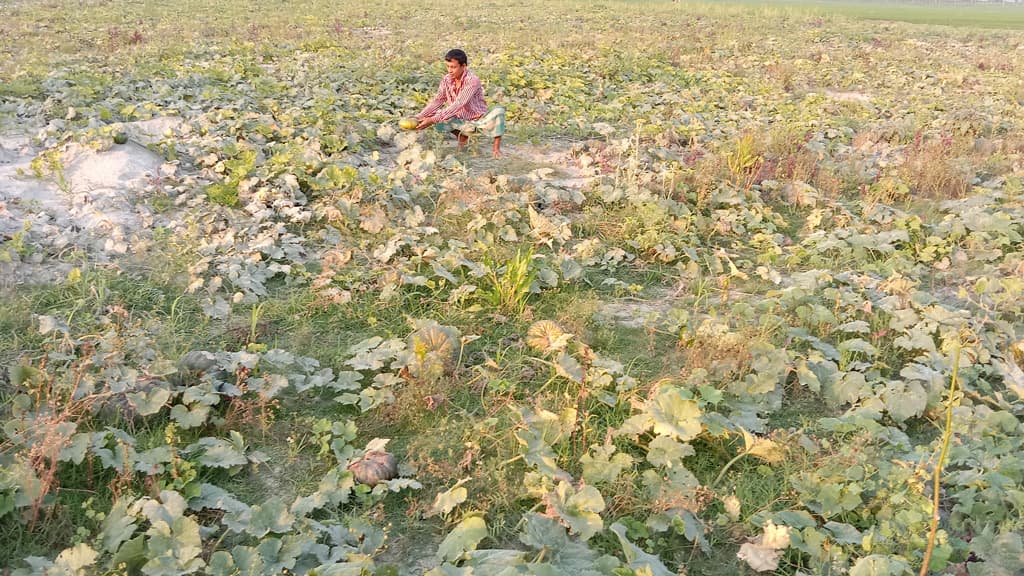 দুধকুমার নদের চরে কুমড়ার আবাদ, চাষির  মুখে হাসি