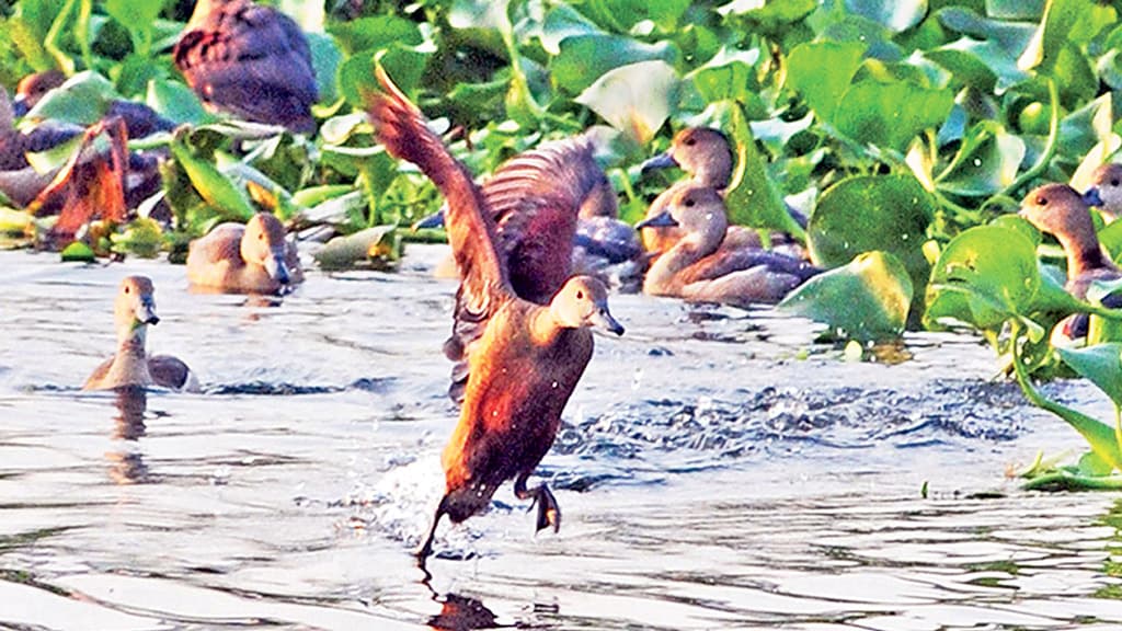 পরিযায়ী পাখির কলরবে মুখর নিলুয়া বিল