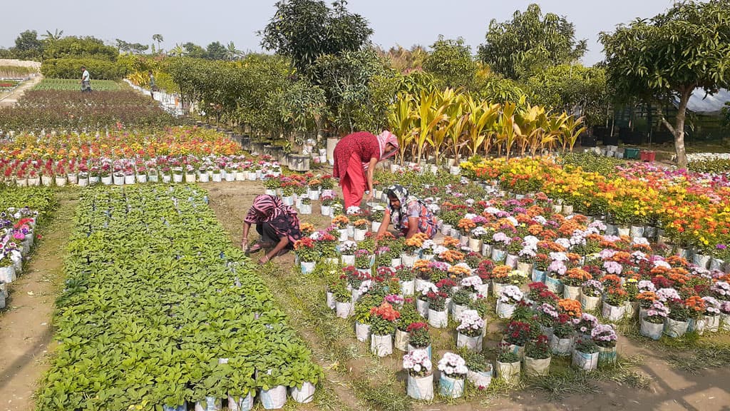 নেছারাবাদে নার্সারি বিপ্লব