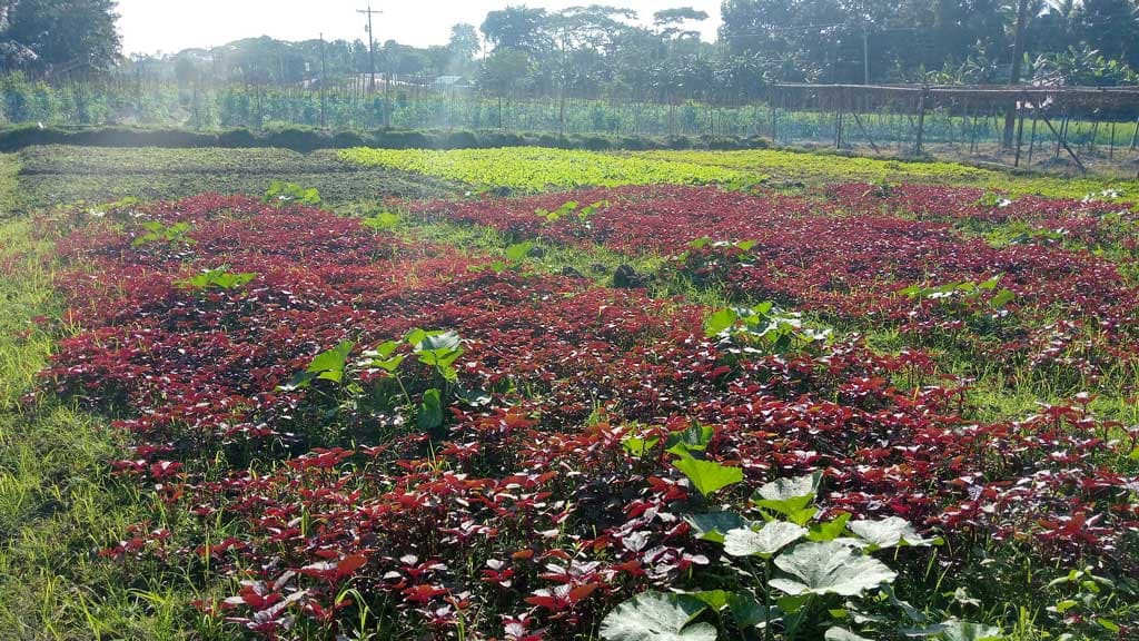 বানিয়াচংয়ে শীতকালীন সবজিতে কৃষকের হাসি