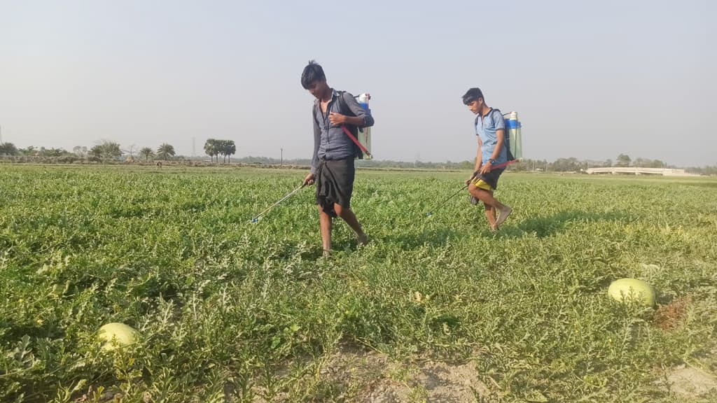 বিস্তীর্ণ চরে তরমুজ চাষ  চাষির মুখে হাসি