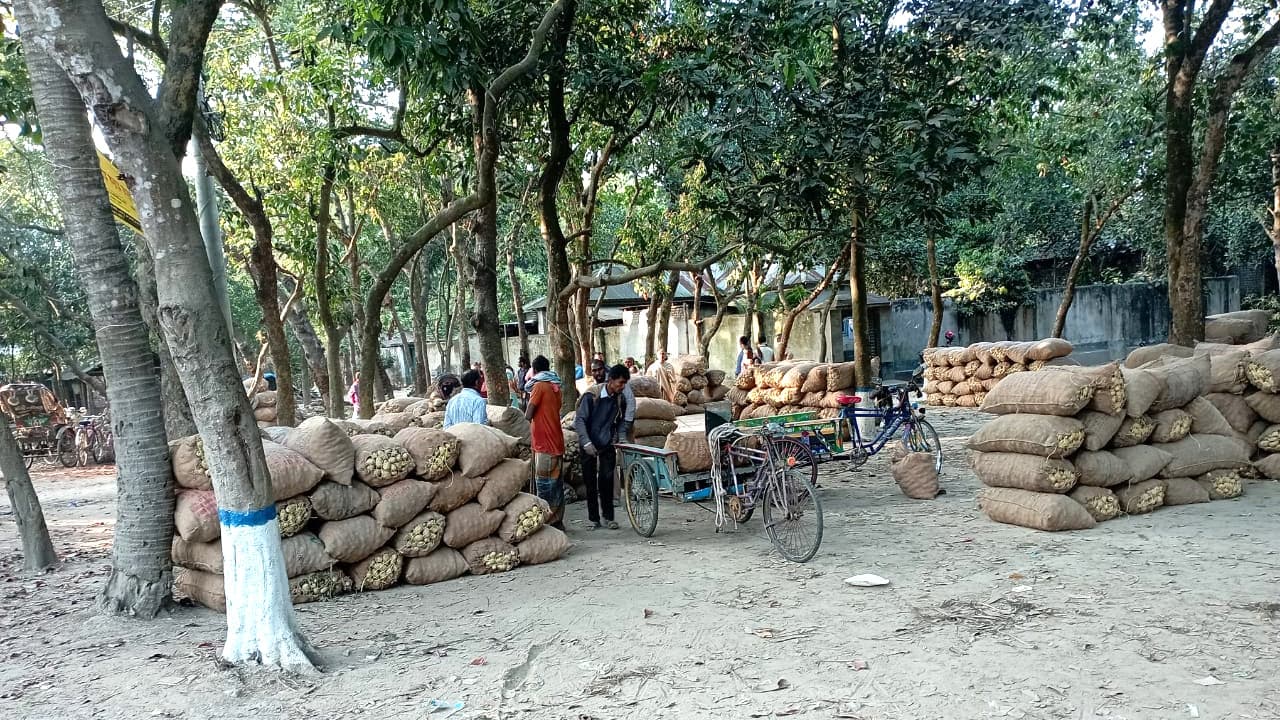 আলুর দরপতন, উৎপাদন খরচ উঠছে না কৃষকের