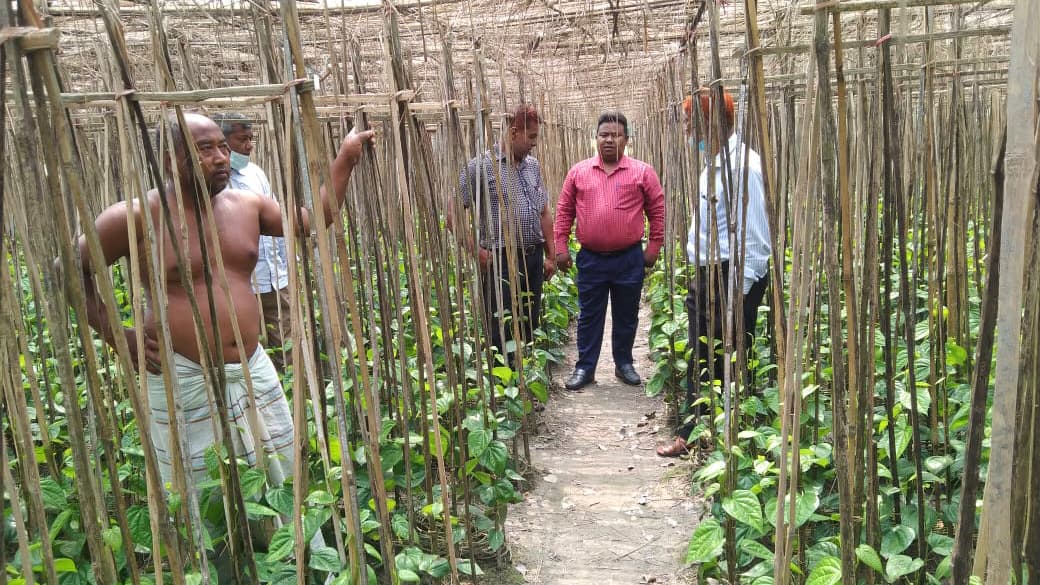 পান চাষে ঘুরেছে ভাগ্যের চাকা