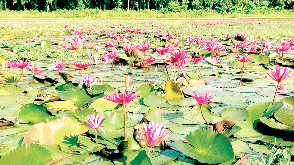 দিনাজপুরের আশুরার বিলে পদ্ম-শাপলার হাসি