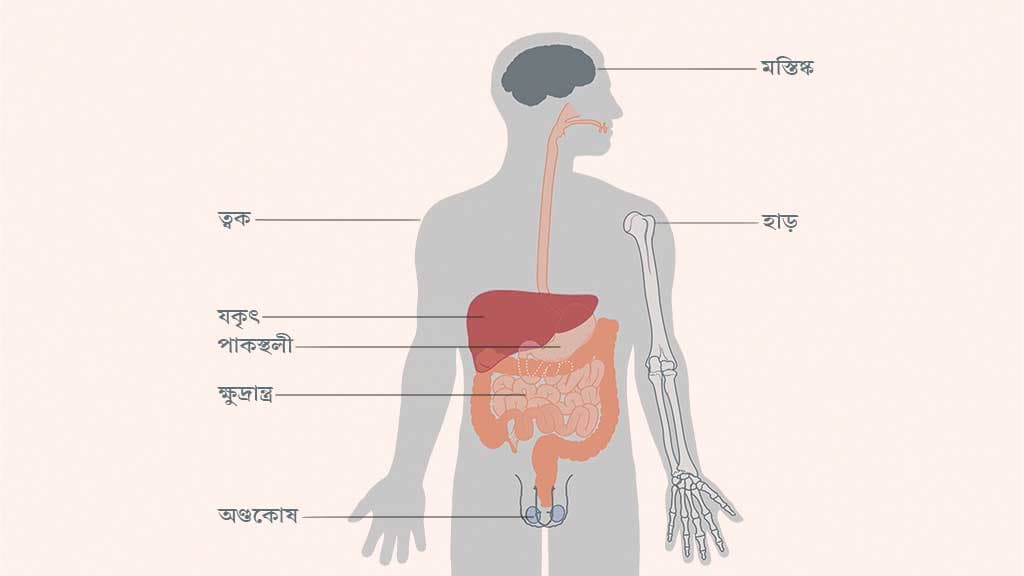 রক্তের বিশেষ ক্যানসার লিম্ফোমা