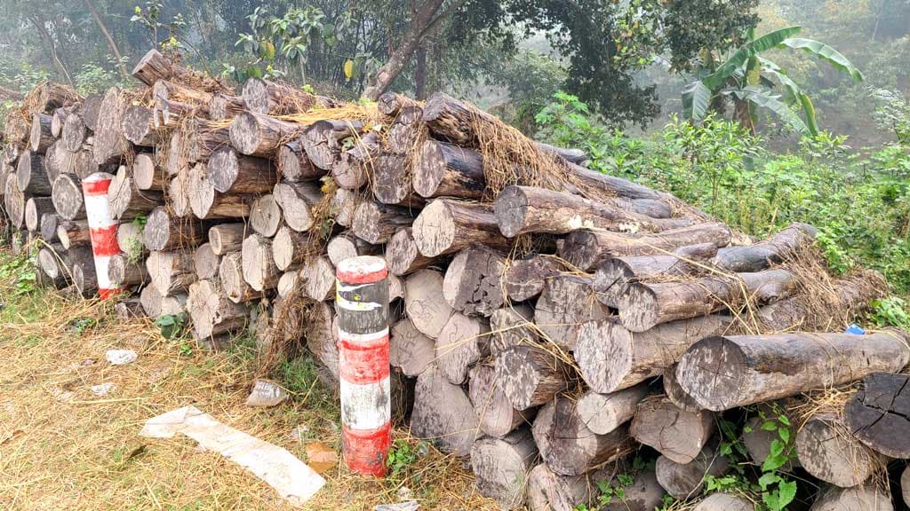 সড়কের পাশে নষ্ট হচ্ছে বন বিভাগের কাঠ