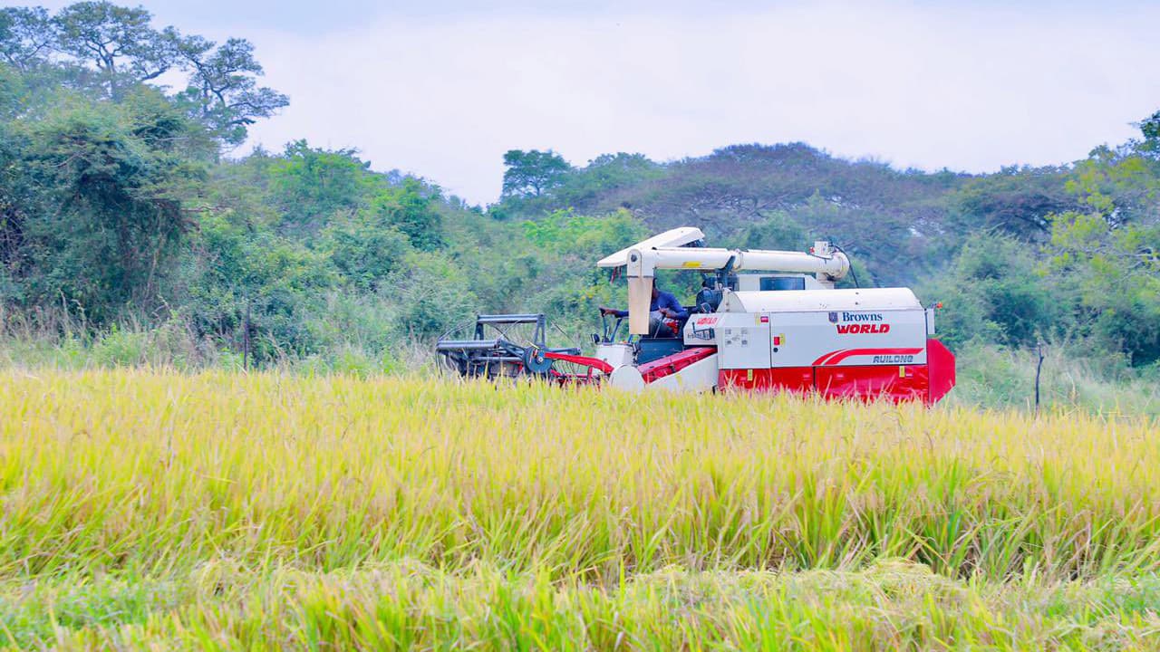 শ্রীলঙ্কায় ধানের উৎপাদন ব্যাহত, বাড়ছে খাদ্য সংকট