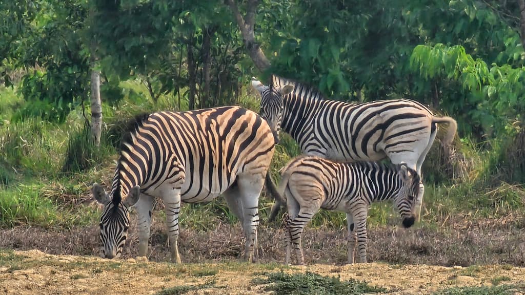 চকরিয়ার বঙ্গবন্ধু সাফারি পার্কে জেব্রার ঘরে নতুন অতিথি