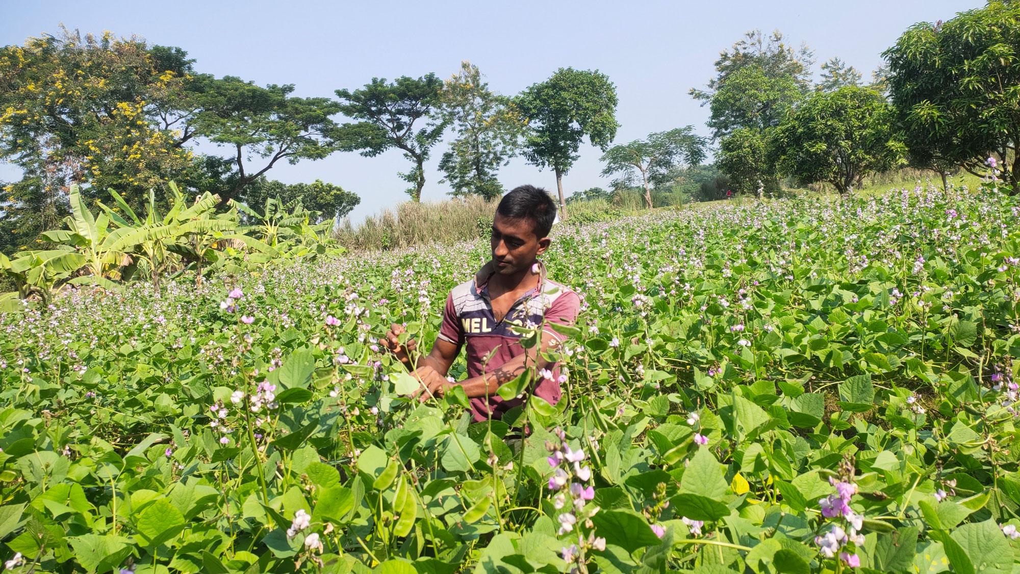 চারঘাটে আগাম শিম চাষে লাভবান কৃষকেরা