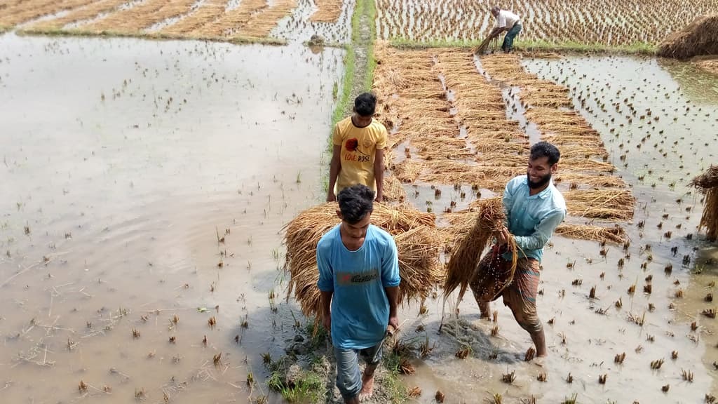 ভেজা ধান তুলতে ব্যস্ত কৃষকেরা