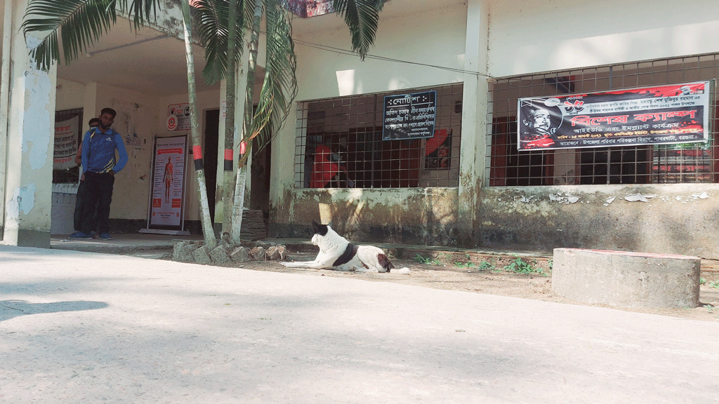 পাথরঘাটায় কুকুরের কামড়ে আহত ৩০ 