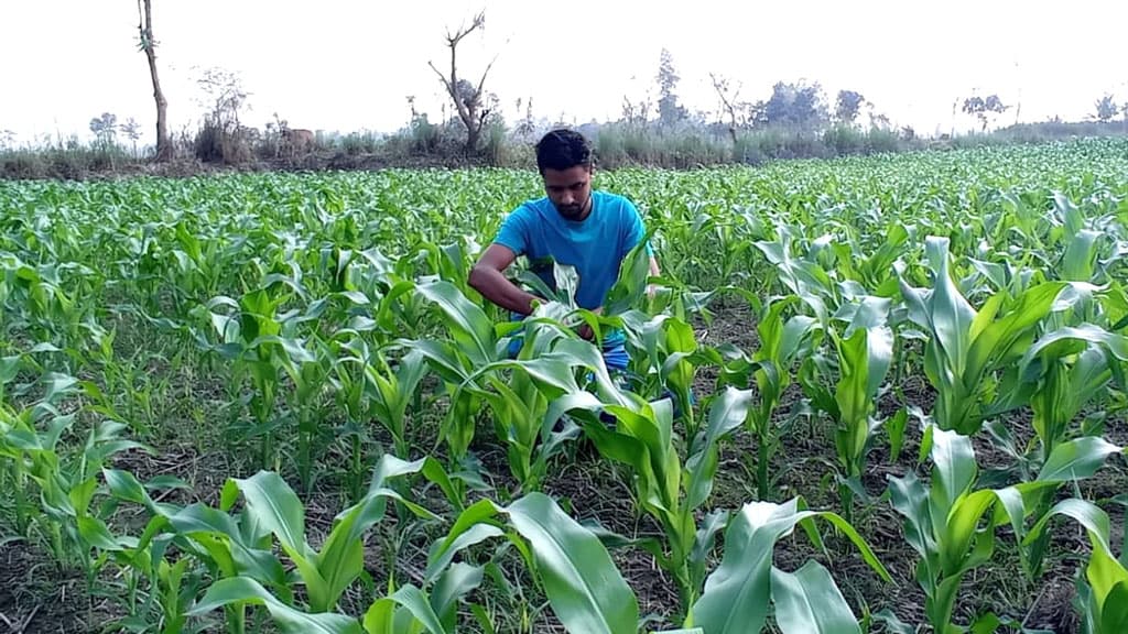 ২৭০ হেক্টর বেশি জমিতে সরিষা, ভুট্টার চাষ