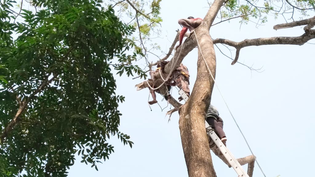 গাছে উঠে অজ্ঞান কাঠুরে, নামিয়ে আনল ফায়ার সার্ভিস