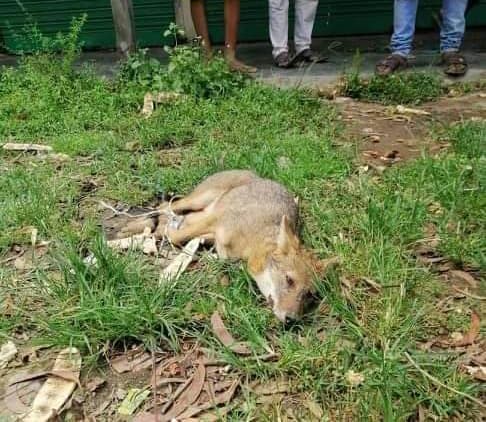 পুলিশ দেখে শিয়াল রেখে পালাল মাংস বিক্রেতারা