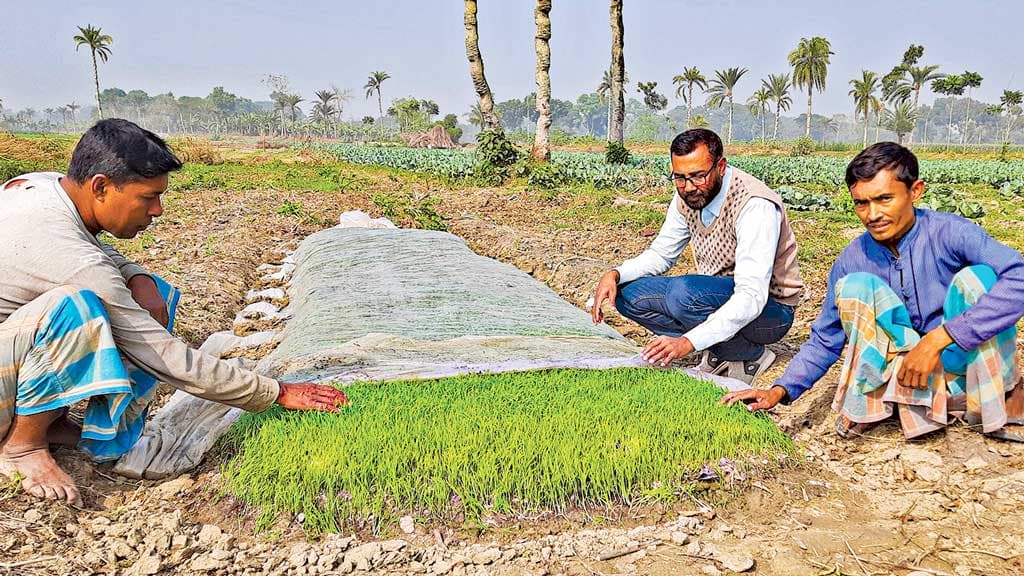 শৈত্যপ্রবাহ ও কুয়াশাসহিষ্ণু বীজতলা