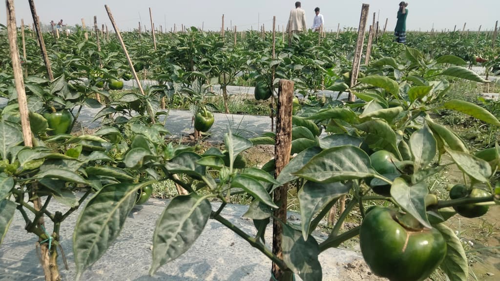 ইসলামপুরের দুর্গম চরে ক্যাপসিকাম চাষে সফল হৃদয় 