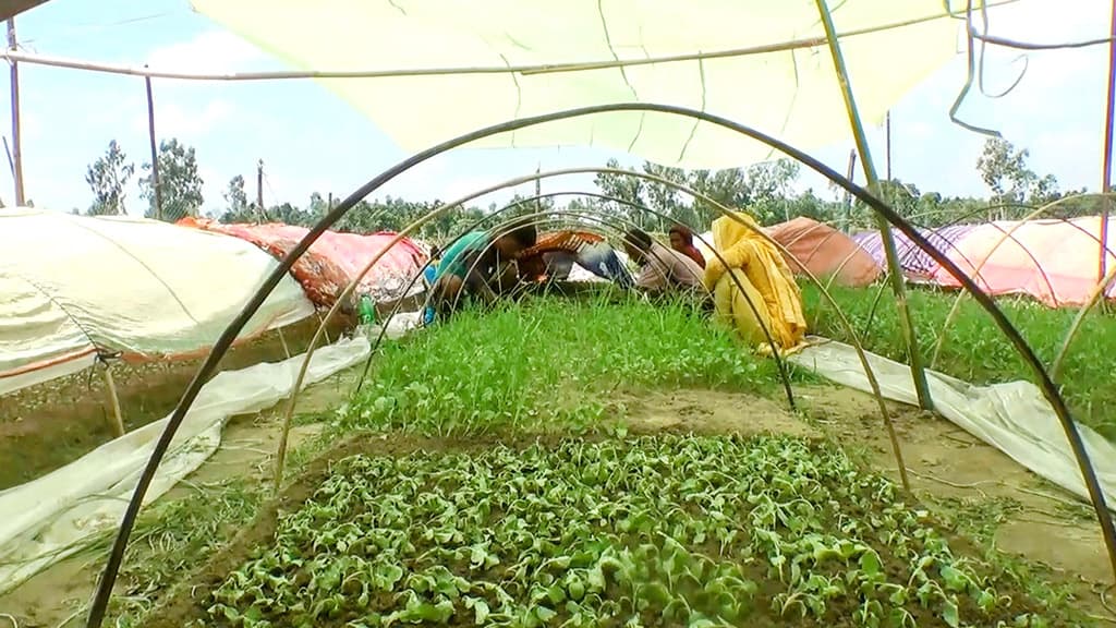 পলিথিন দিয়ে ঢেকেও খেত রক্ষা হচ্ছে না