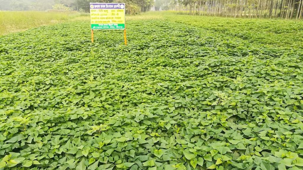 জাজিরায় জাপানি মিষ্টি আলুর চাষ, প্রথমবারেই সফলতা