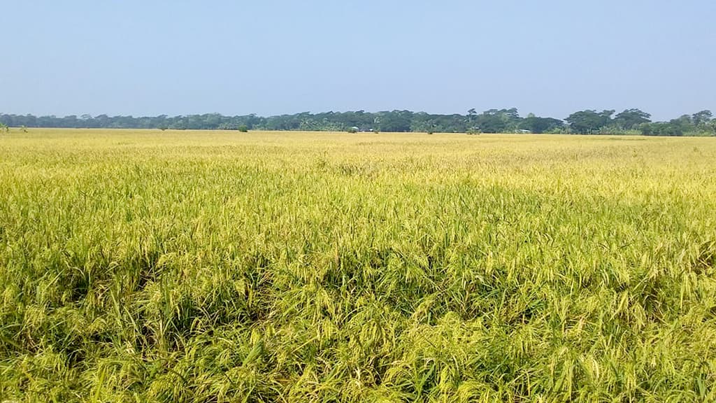 প্রতিকূলতায়ও বাম্পার ফলন