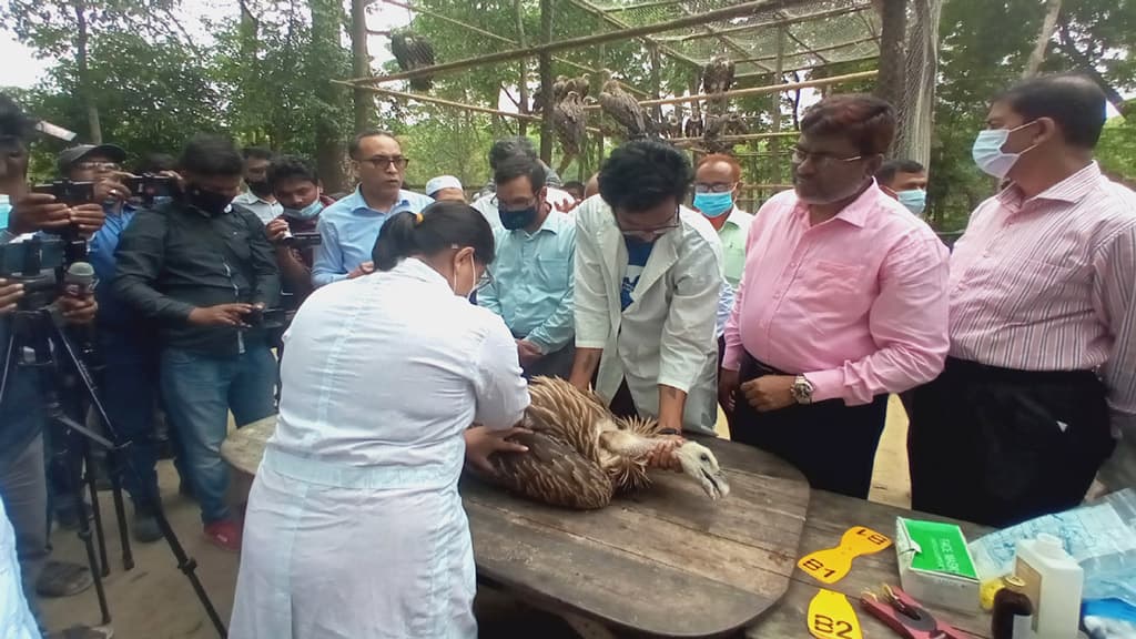 সুস্থ হয়ে মুক্ত আকাশে ডানা মেলল ১৯টি শকুন