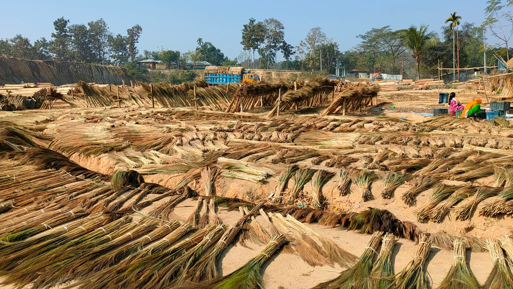 সেগুনবাগান ছেড়ে উলফুলে ঝুঁকছেন চাষিরা