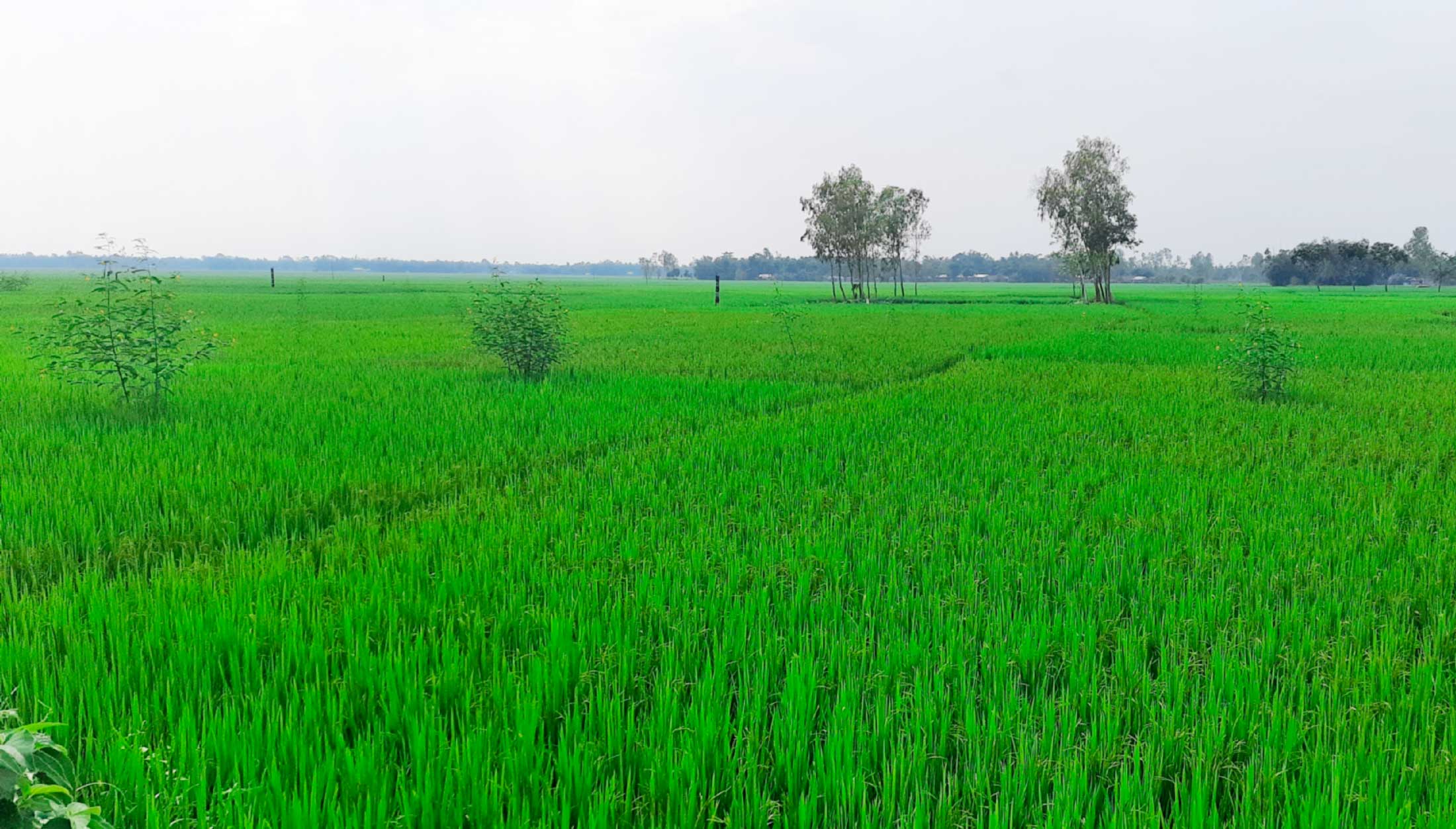 আমনের ভালো ফলন পাবেন, আশা কৃষকের