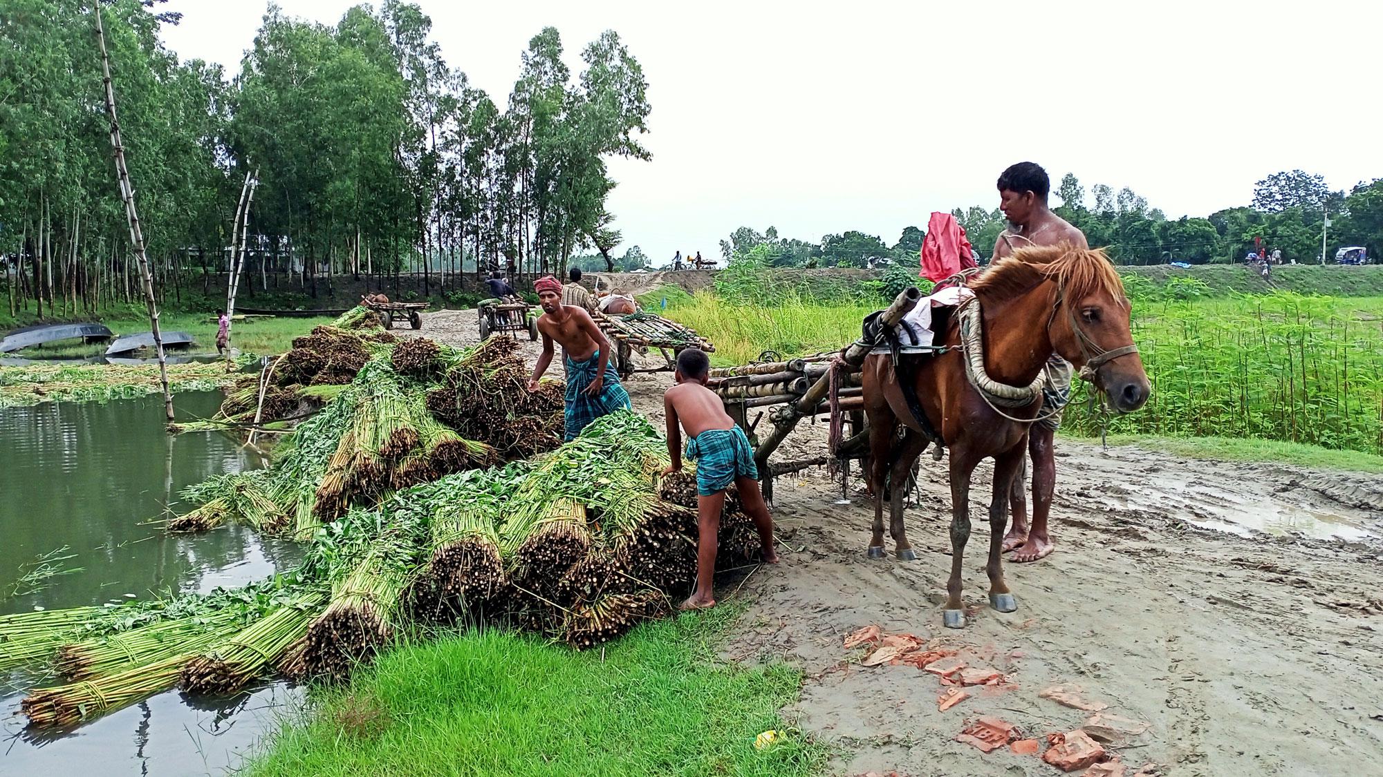 পাট কাটা ও জাগ দিতে ব্যস্ত মেলান্দহের কৃষকেরা