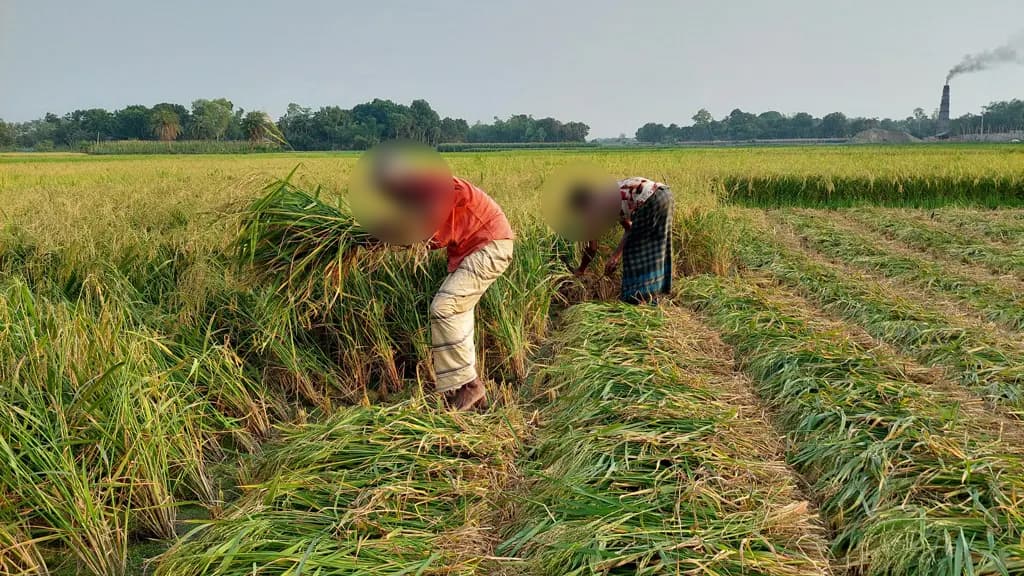 মিলেমিশে কৃষকের ধান কেটে দিলেন যুবদল-যুবলীগ নেতা