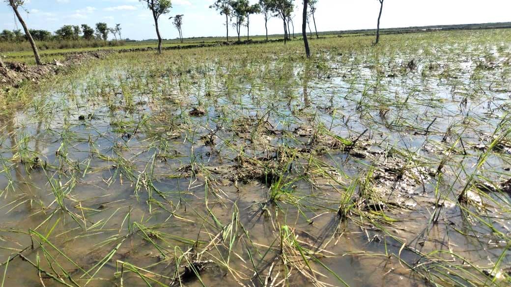 হাওরের গাছ কেটে বোরো চাষ