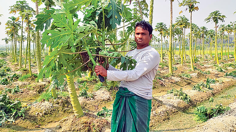 রাতের অন্ধকারে সাত শ পেঁপেগাছ কাটল দুর্বৃত্তরা