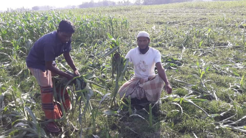 সদস্য প্রার্থীর ভুট্টাখেতনষ্ট করার অভিযোগ