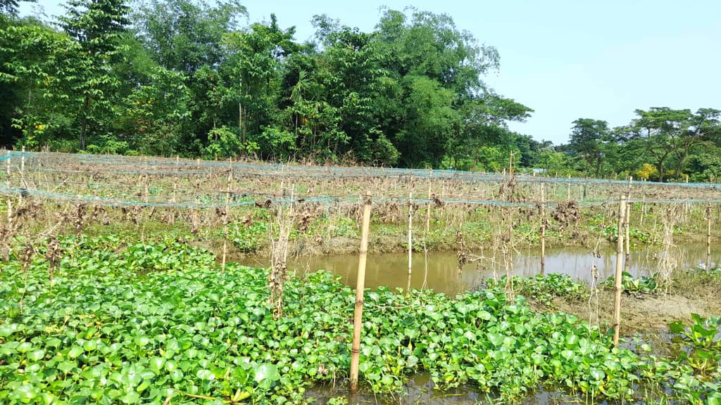 এবার বন্যায় কৃষি খাতে ক্ষতি ৩৪ কোটি টাকা