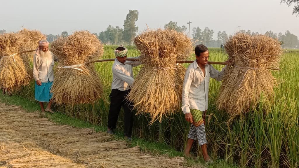 আমনে স্বপ্ন বুনছেন চাষি