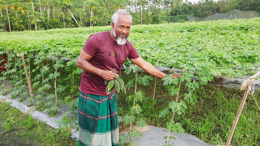 উচ্ছে চাষে ২৫ হাজার খরচে ২ লাখ টাকা লাভের আশা মতিয়ারের